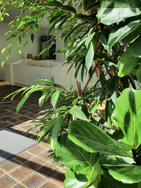 Eine Pflanze im Eingangsbereich
